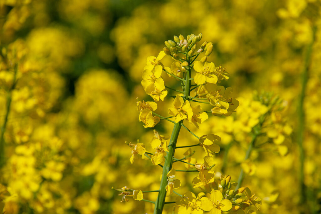 Rapswachs-biologisch-abbaubar-nachhaltige-Kerzen-ayvye